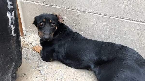 Un comienzo aterrador con un abrazo amoroso: el viaje de Dash, el cachorro abandonado-1