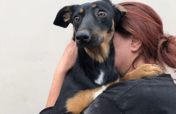 Un comienzo aterrador con un abrazo amoroso: el viaje de Dash, el cachorro abandonado-2