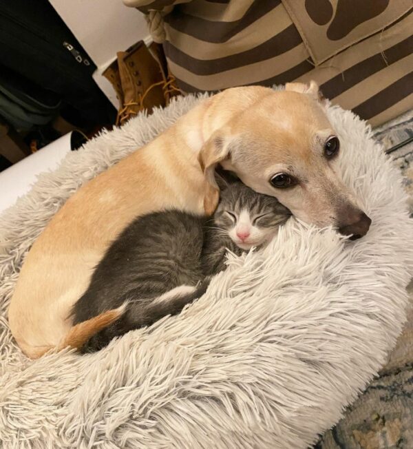 El increíble viaje de un pequeño perro como amorosa madre adoptiva de gatitos-1