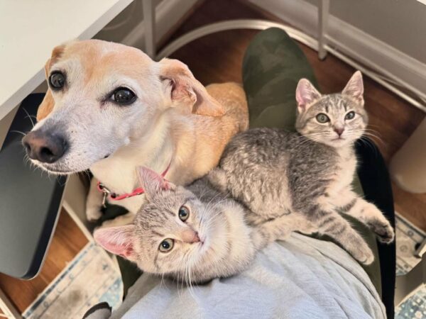 El increíble viaje de un pequeño perro como amorosa madre adoptiva de gatitos-1