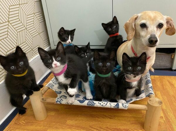 A Tiny Dog's Unbelievable Journey as a Loving Foster Mom to Kittens-1