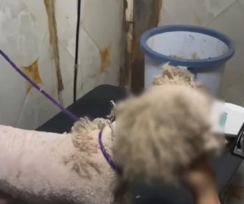 Un pequeño escalofrío en el frío: cómo un cachorro olvidado encontró esperanza y felicidad-1