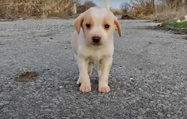 Un rescate conmovedor: de la basura al tesoro: el viaje de un cachorro hacia la esperanza-1