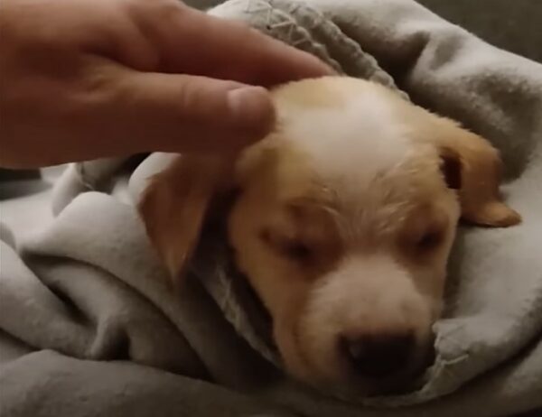 A Touching Rescue: From Trash to Treasure - A Pup's Journey to Hope-1