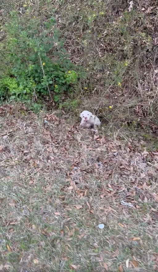 Abandoned and Afraid: The Heart-Tugging Rescue of a Little White Puppy-1