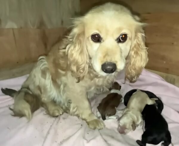 Abandonado y solo: cómo una madre perra y sus cachorros fueron abandonados por su raza-1