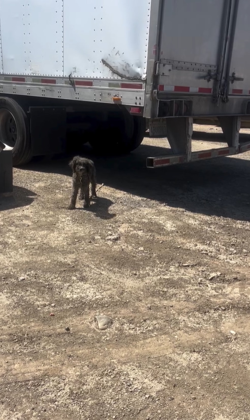 Abandonado y solo: El sincero viaje de un cachorro en peligro-1