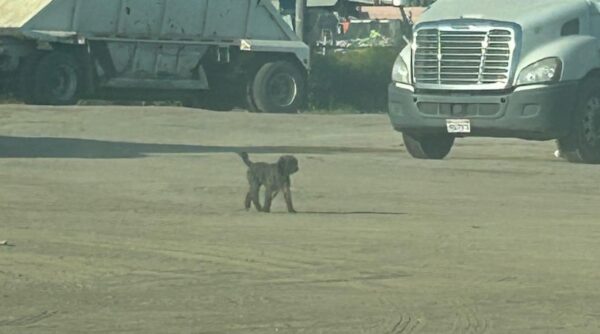 Abandonado y solo: El sincero viaje de un cachorro en peligro-1