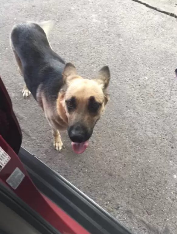 Abandoned and Alone: The Tale of a Dog Mom's Heartbreaking Plea at a Gas Station-1