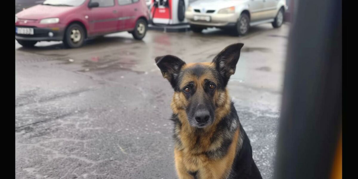 Abandoned and Alone: The Tale of a Dog Mom's Heartbreaking Plea at a Gas Station