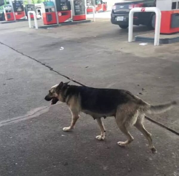 Abandonado y solo: La historia de la desgarradora súplica de una mamá perro en una gasolinera-2