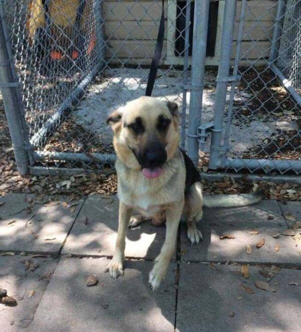 Abandoned and Alone: The Tale of a Dog Mom's Heartbreaking Plea at a Gas Station-4