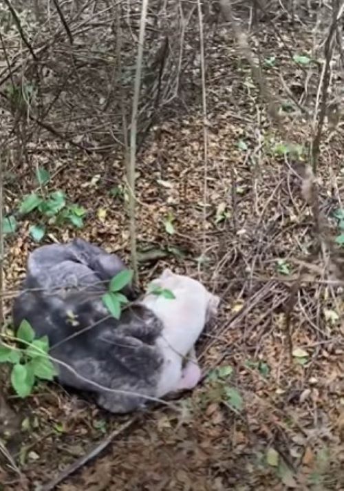 Abandoned and Blind: The Heartrending Journey of a Pitbull Left to Die in the Forest-1