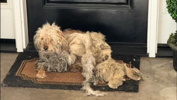 Abandonado y roto, el viaje de este perro hacia una nueva vida derretirá tu corazón-1