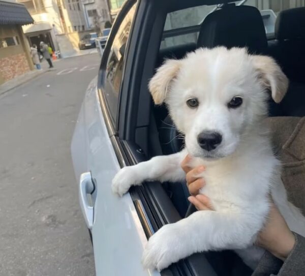 Abandonado y olvidado: El viaje milagroso de un cachorro valiente-1