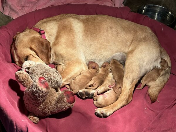 Abandonada y embarazada: La conmovedora historia de un cachorro y su osito de peluche-1