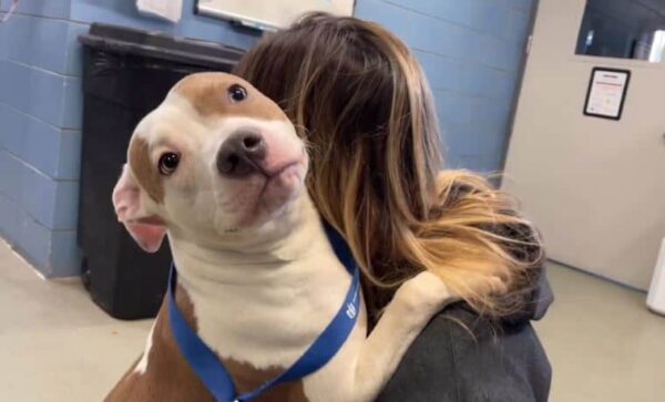 Abandonado en el aeropuerto: la historia del viaje de un perro hacia un nuevo comienzo-1