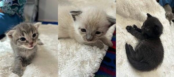 Gatos y gatitos abandonados encuentran héroes inesperados: una historia de supervivencia y amor-1