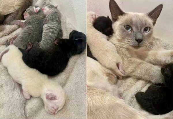 Abandoned Cat and Kittens Find Unexpected Heroes: A Tale of Survival and Love-1