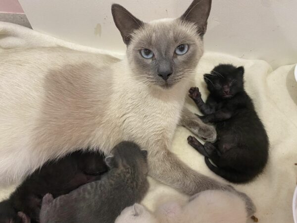 Abandoned Cat and Kittens Find Unexpected Heroes: A Tale of Survival and Love-1