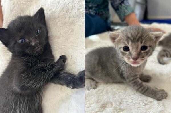 Gatos y gatitos abandonados encuentran héroes inesperados: una historia de supervivencia y amor-1