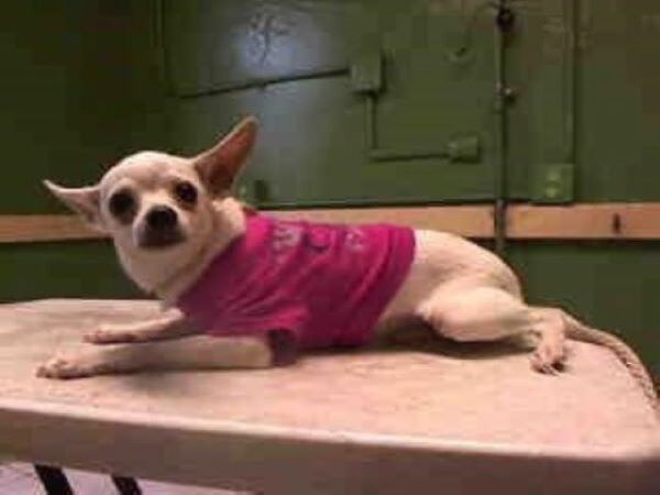 Los desgarradores llantos nocturnos de un chihuahua abandonado finalmente se escuchan-1