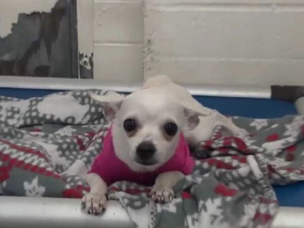 Abandoned Chihuahua's Heartbreaking Nightly Cries Finally Heard-1