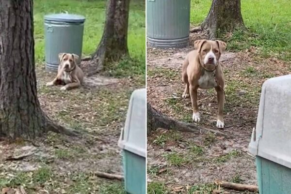 Perro abandonado encuentra una nueva esperanza con un sorprendente descubrimiento familiar-1