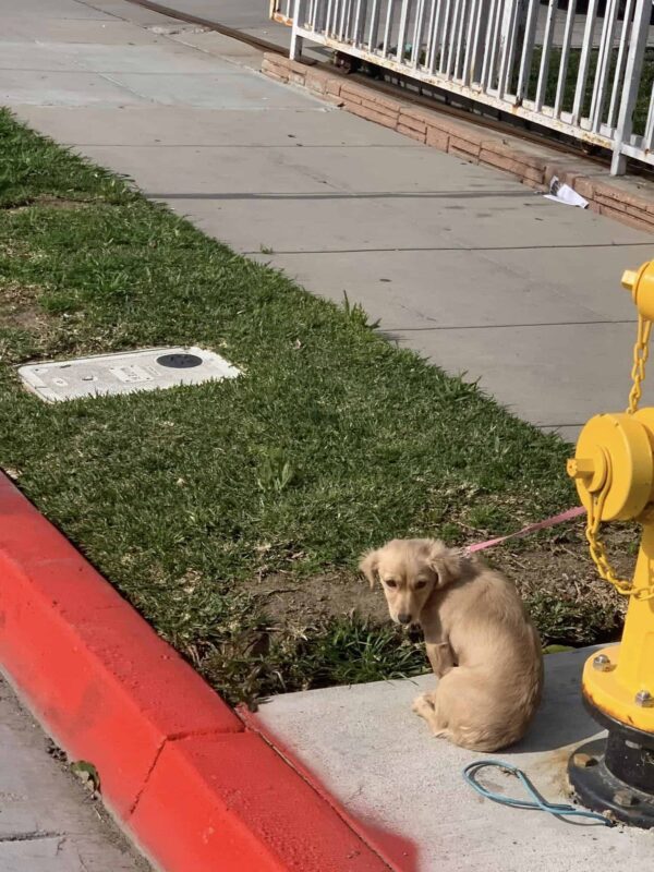 La terrible experiencia de un perro abandonado: ¿Puede el amor reparar un corazón roto?-2