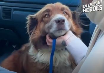 El viaje de un perro abandonado hacia el amor después de la ruptura familiar-1