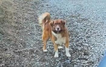 El viaje de un perro abandonado hacia el amor después de la ruptura familiar-1