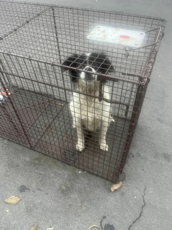 El milagroso rescate de un perro abandonado: un viaje de la desesperación a la esperanza-1