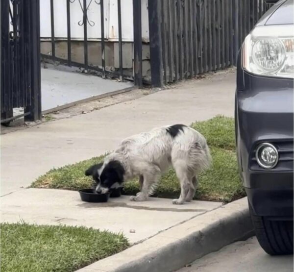 El milagroso rescate de un perro abandonado: un viaje de la desesperación a la esperanza-1