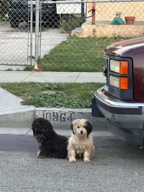 El vínculo inquebrantable de los perros abandonados toca el corazón de la comunidad-1