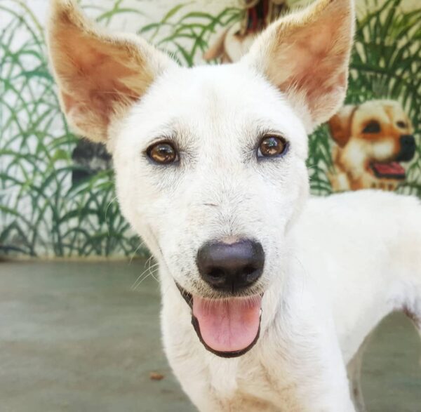 La lealtad inquebrantable del perro abandonado: una historia de desamor y esperanza-1