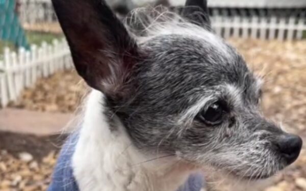 Abandonado por querer amor: El viaje emocional de un pequeño chihuahua-1