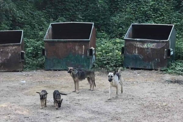 Una familia de pastores alemanes abandonada se aferra a la supervivencia contra todo pronóstico-1