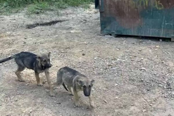 Una familia de pastores alemanes abandonada se aferra a la supervivencia contra todo pronóstico-2