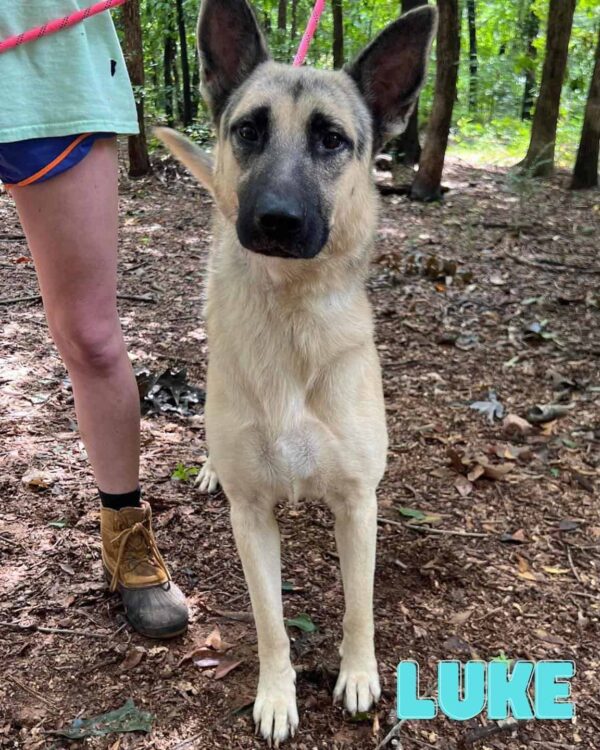 Abandoned German Shepherd Family Clings to Survival Against All Odds-3