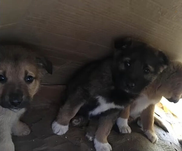 Abandonados en el frío: El descubrimiento inesperado de cachorros hambrientos en el bosque-1