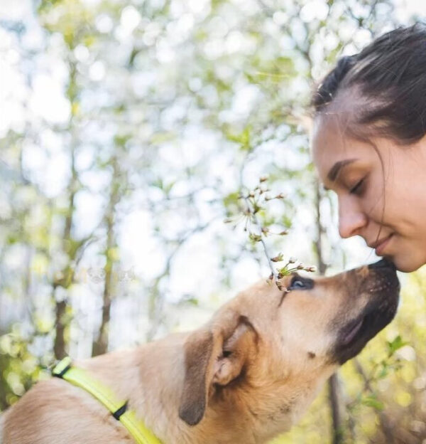 Abandoned in the Cold: The Unexpected Discovery of Starving Puppies in the Woods-1