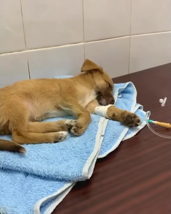 Abandoned Mama Dog Finds Hope in an Unexpected Hero-1