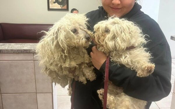 Cachorros abandonados en el patio de la escuela provocan un esfuerzo de rescate comunitario-1