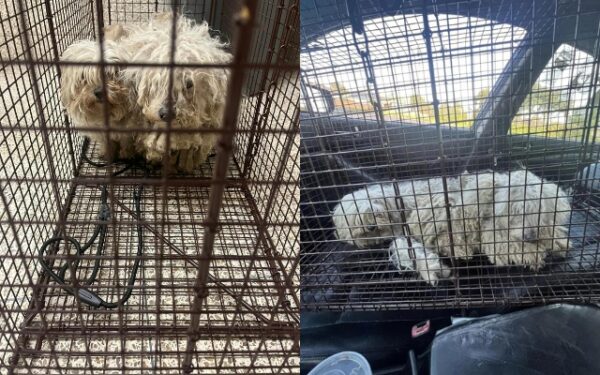 Cachorros abandonados en el patio de la escuela provocan un esfuerzo de rescate comunitario-1