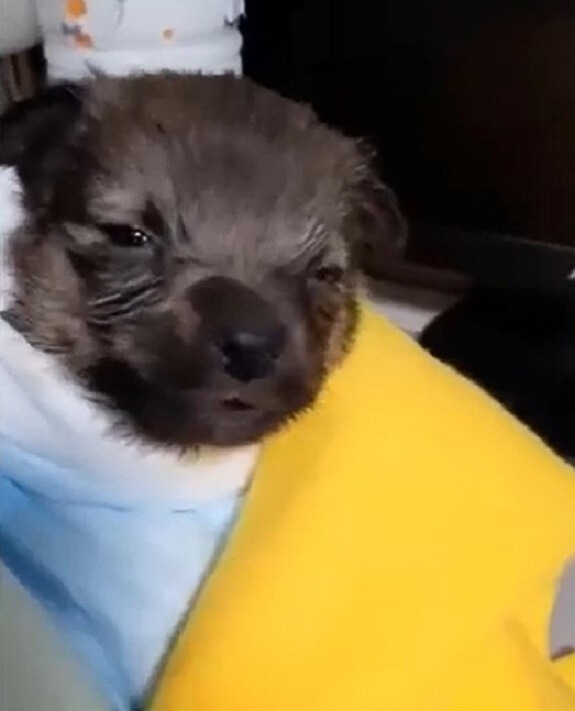 Cachorro abandonado encontrado en una caja de cartón derrite los corazones de los rescatistas-1