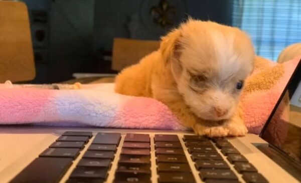 Cachorro abandonado supera la adversidad para encontrar la felicidad-1