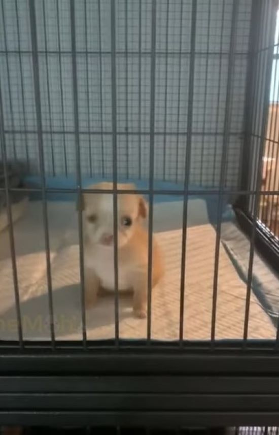 Abandoned Puppy Overcomes Adversity to Find Happiness-1