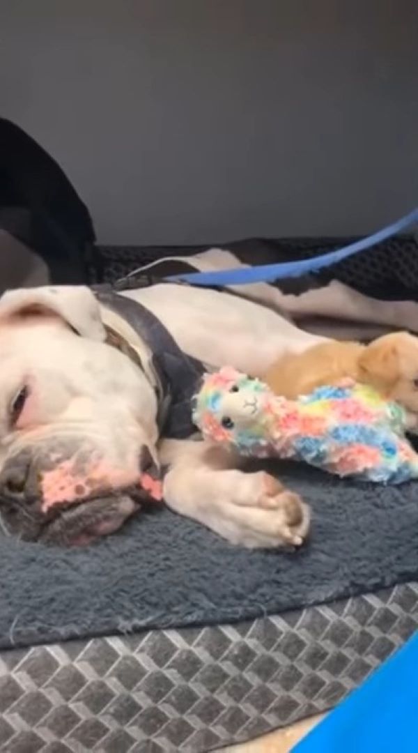 Abandoned Puppy Overcomes Adversity to Find Happiness-1