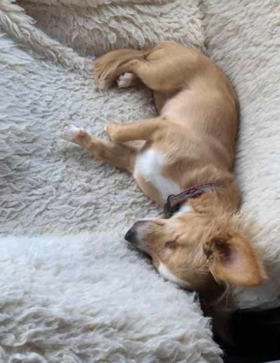 Cachorro abandonado supera la adversidad para encontrar la felicidad-1