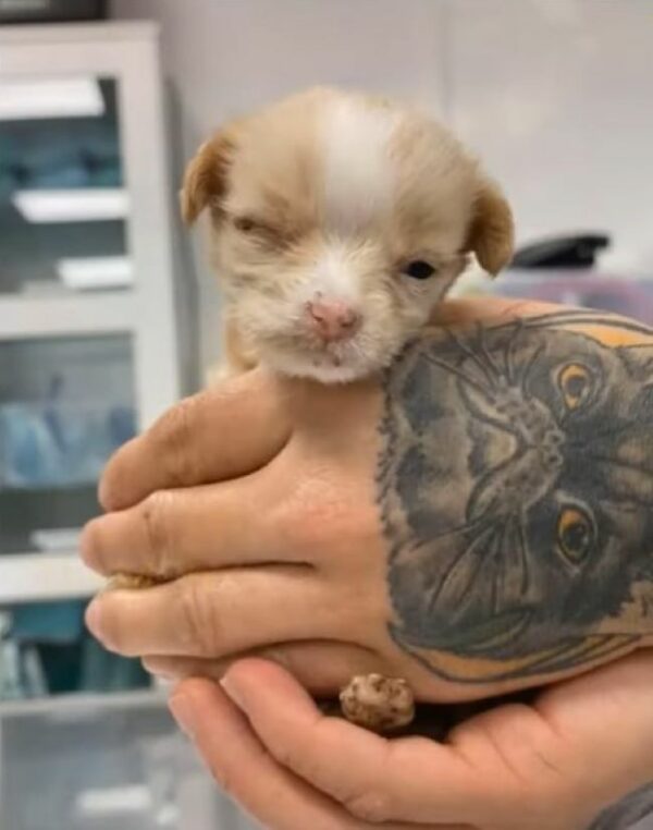 Cachorro abandonado supera la adversidad para encontrar la felicidad-1